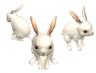 Lunar Rabbits